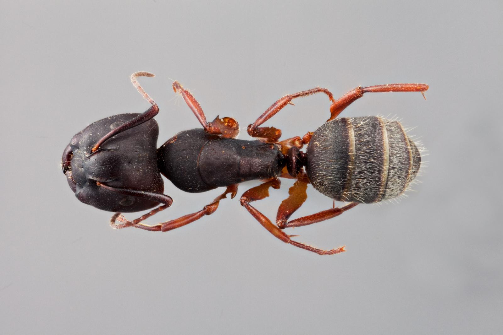 Camponotus modoc image