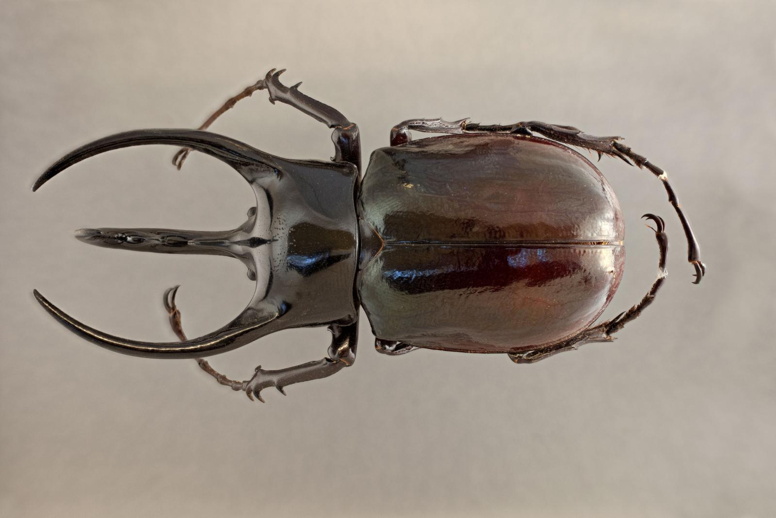 Chalcosoma atlas image