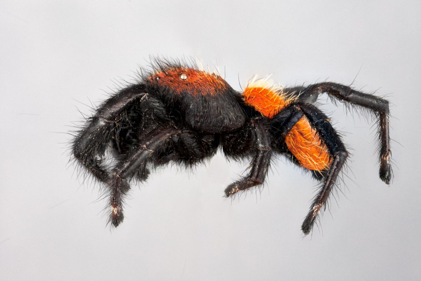 Phidippus apacheanus image