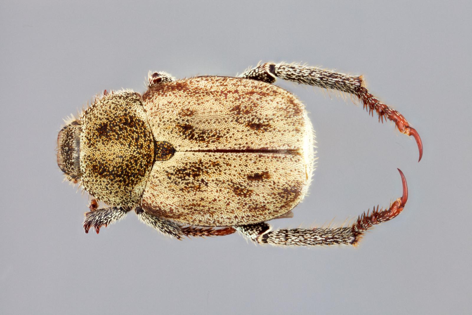 Hoplia image