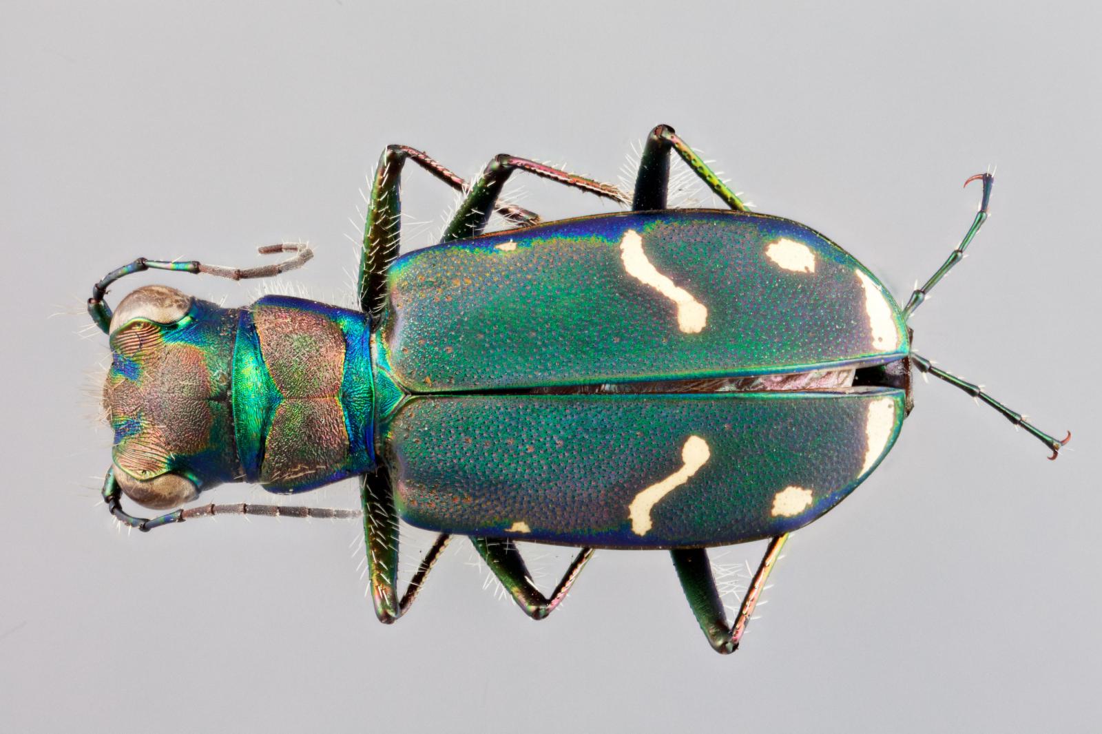 Carabidae image