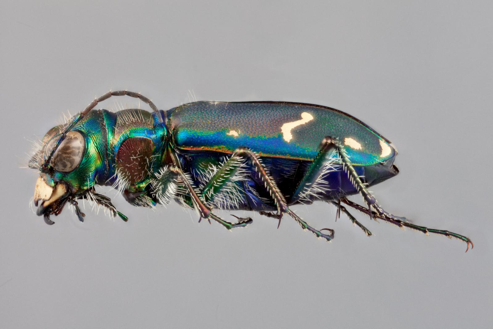 Carabidae image