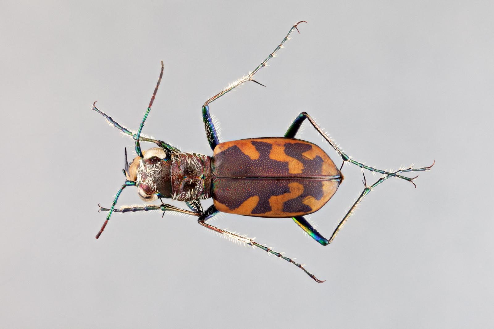 Carabidae image