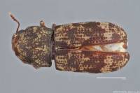 Eugonus bicolor image