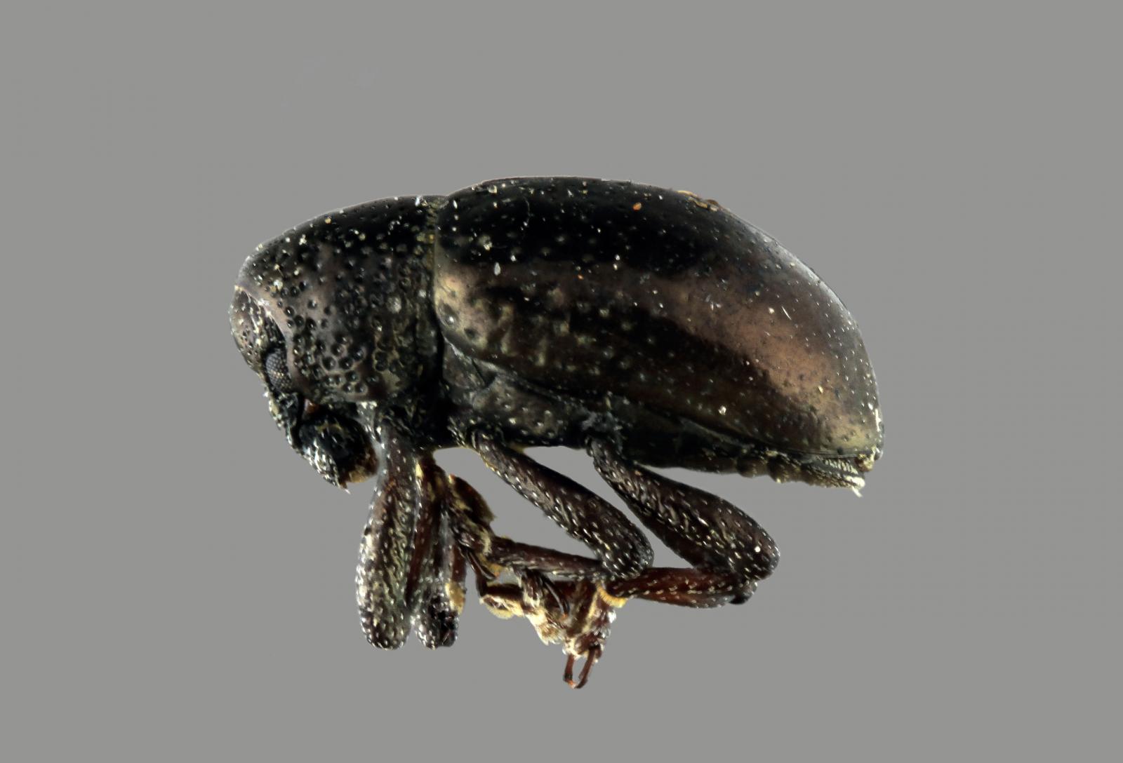 Tyloderma nigrum image