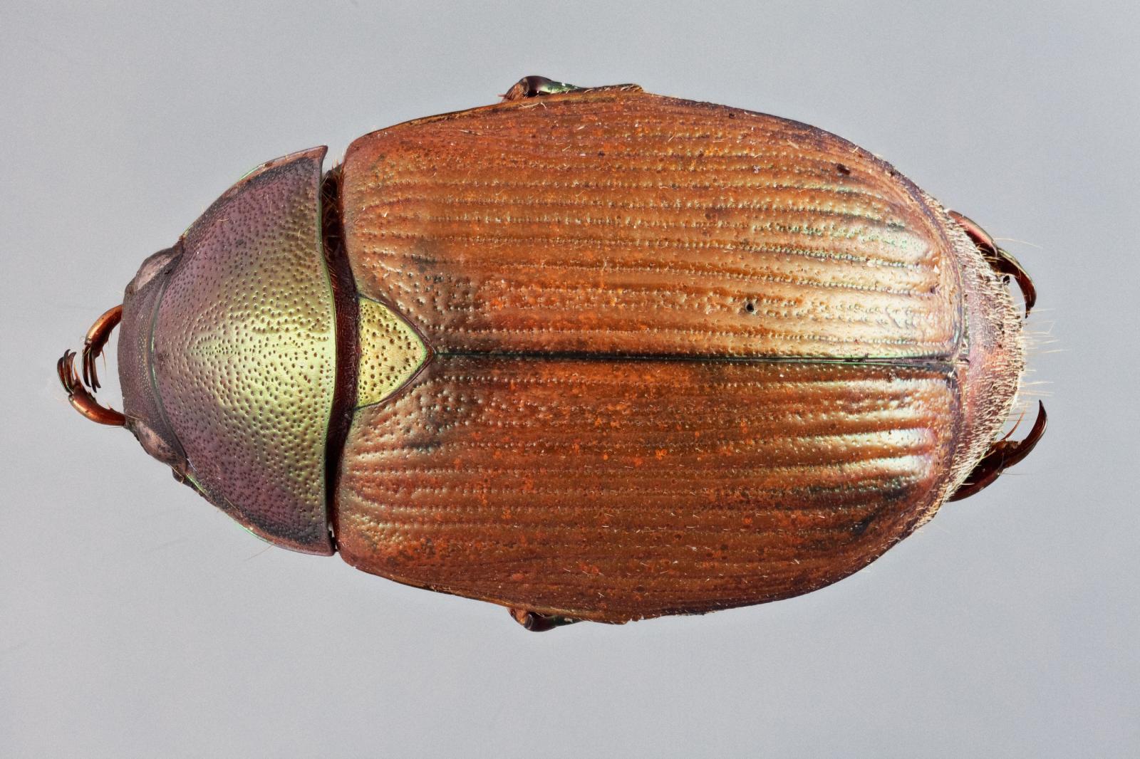 Callistethus specularis image