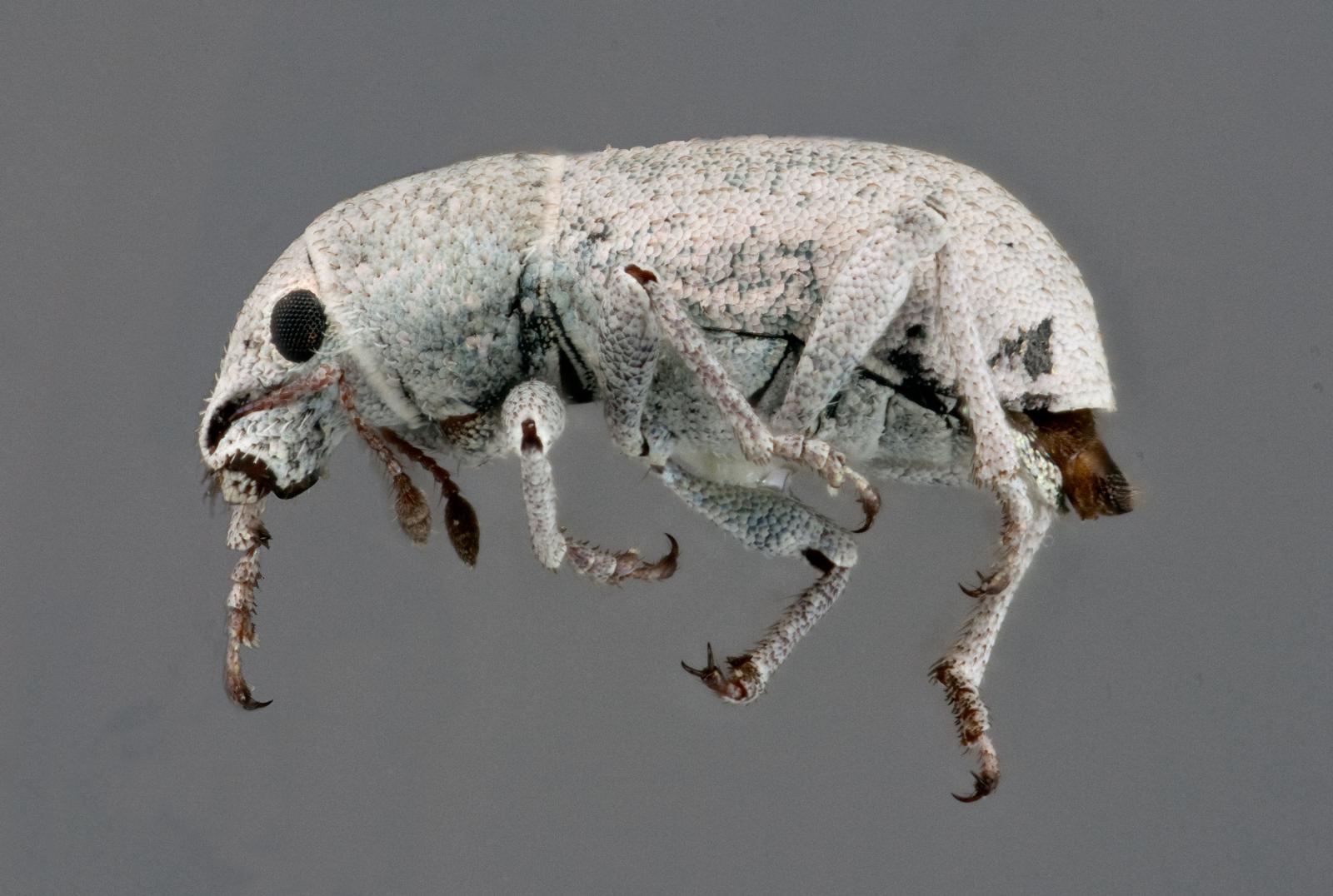 Piscatopus griseus image