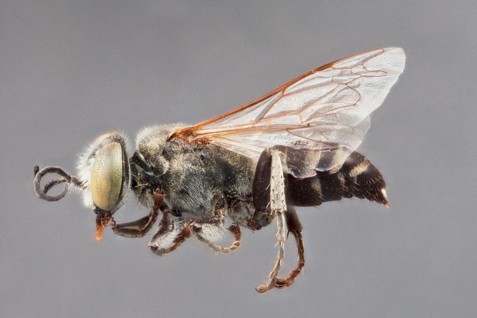 Tachytes ermineus image