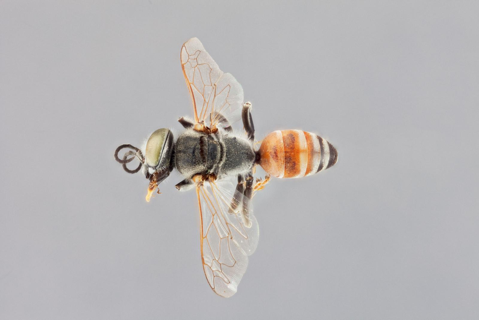 Tachytes sculleni image