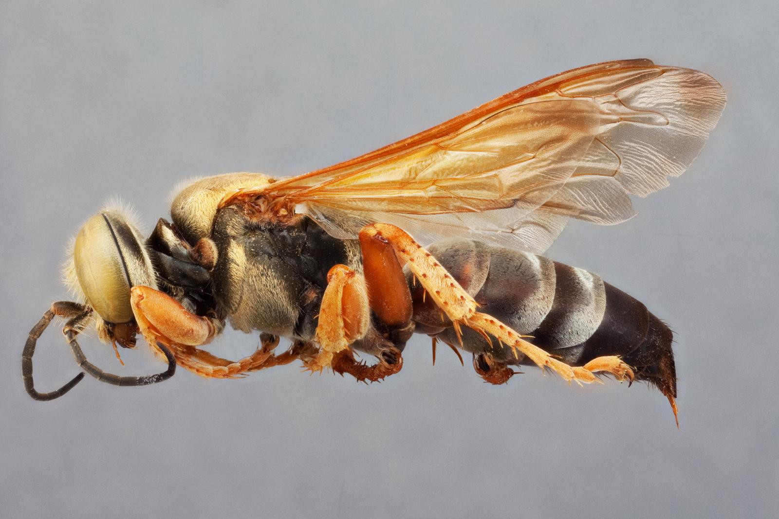 Tachytes distinctus image