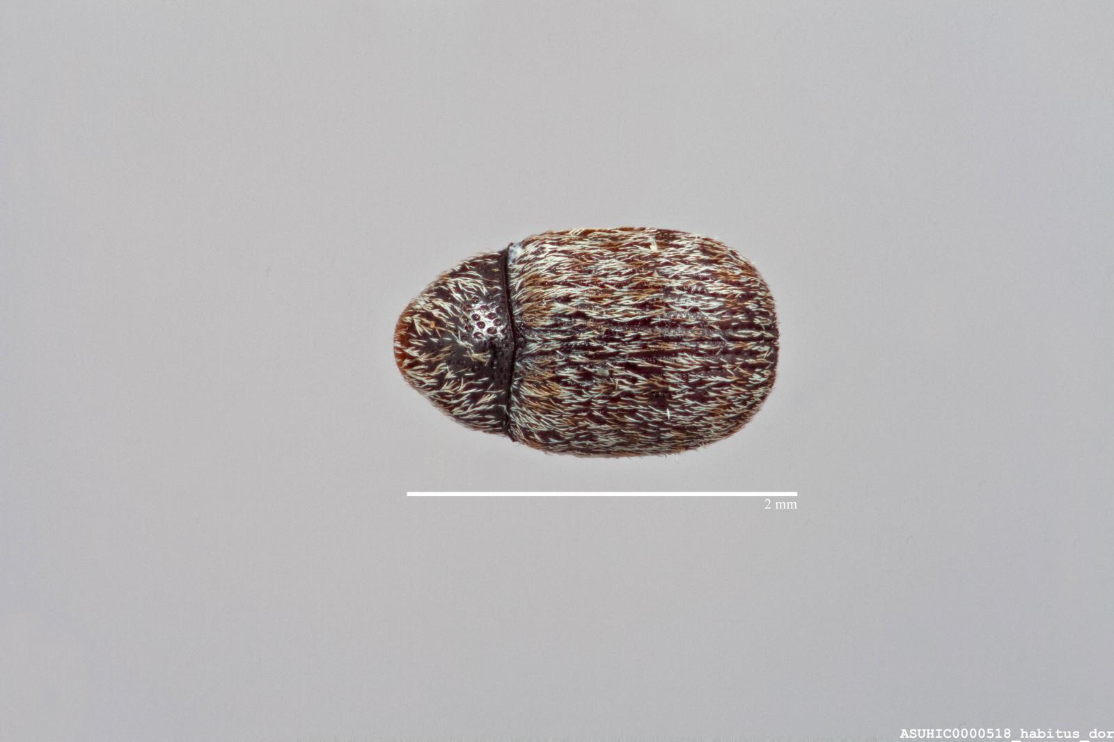 Trigonorhinus tomentosus image