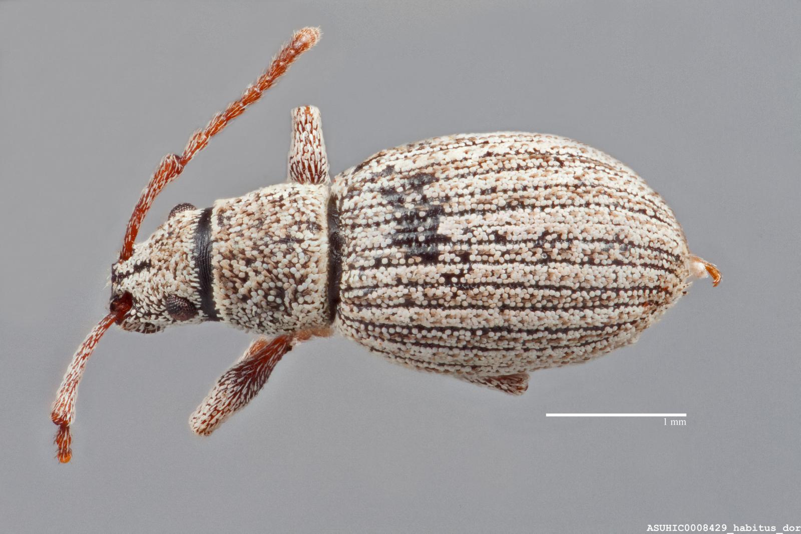 Agronus cinerarius image