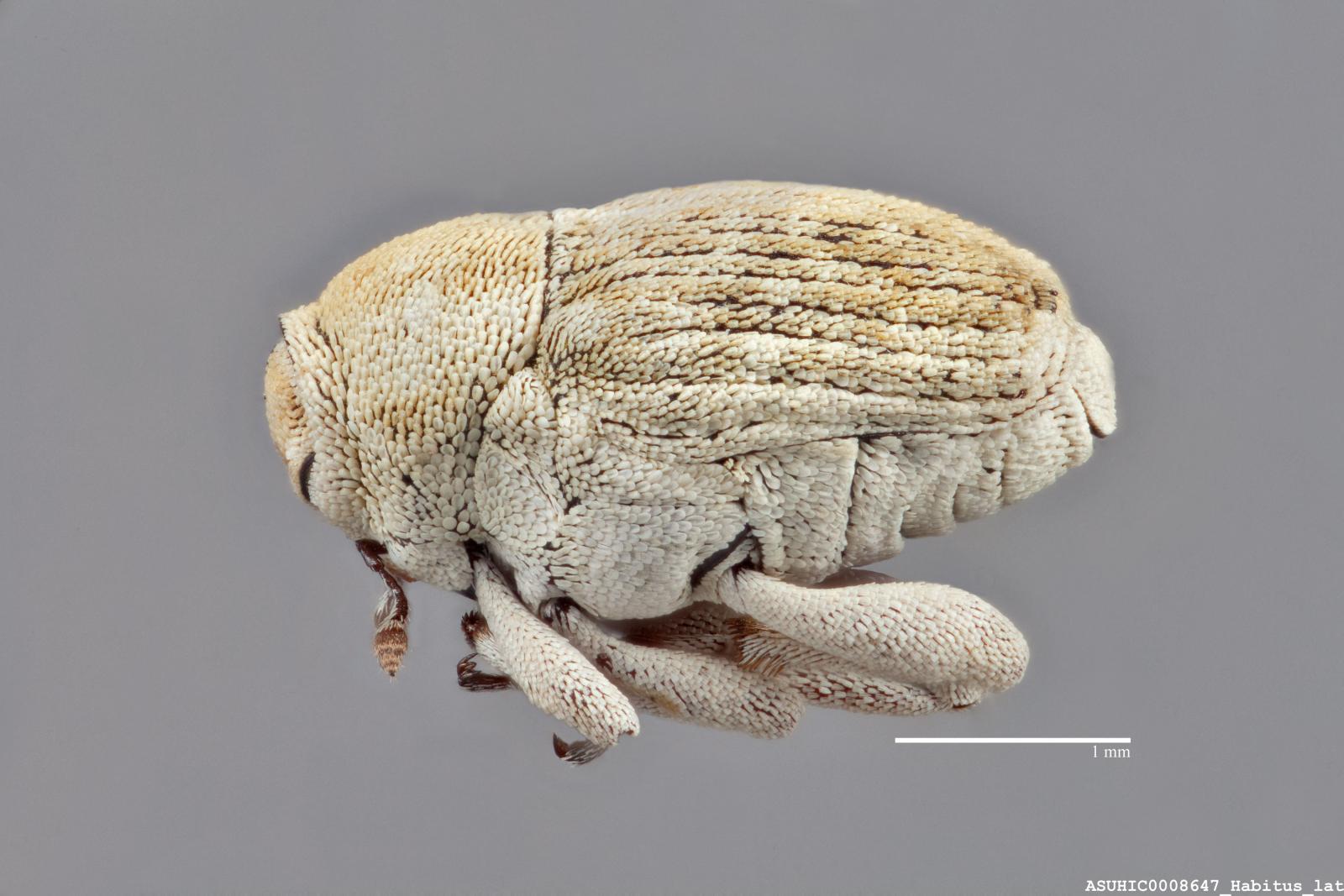 Acanthoscelidius guttatus image