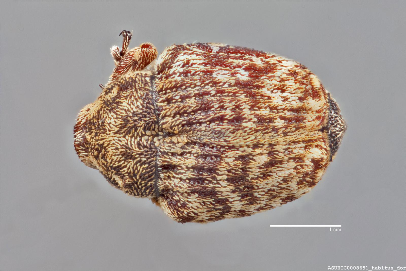 Acanthoscelidius frontalis image
