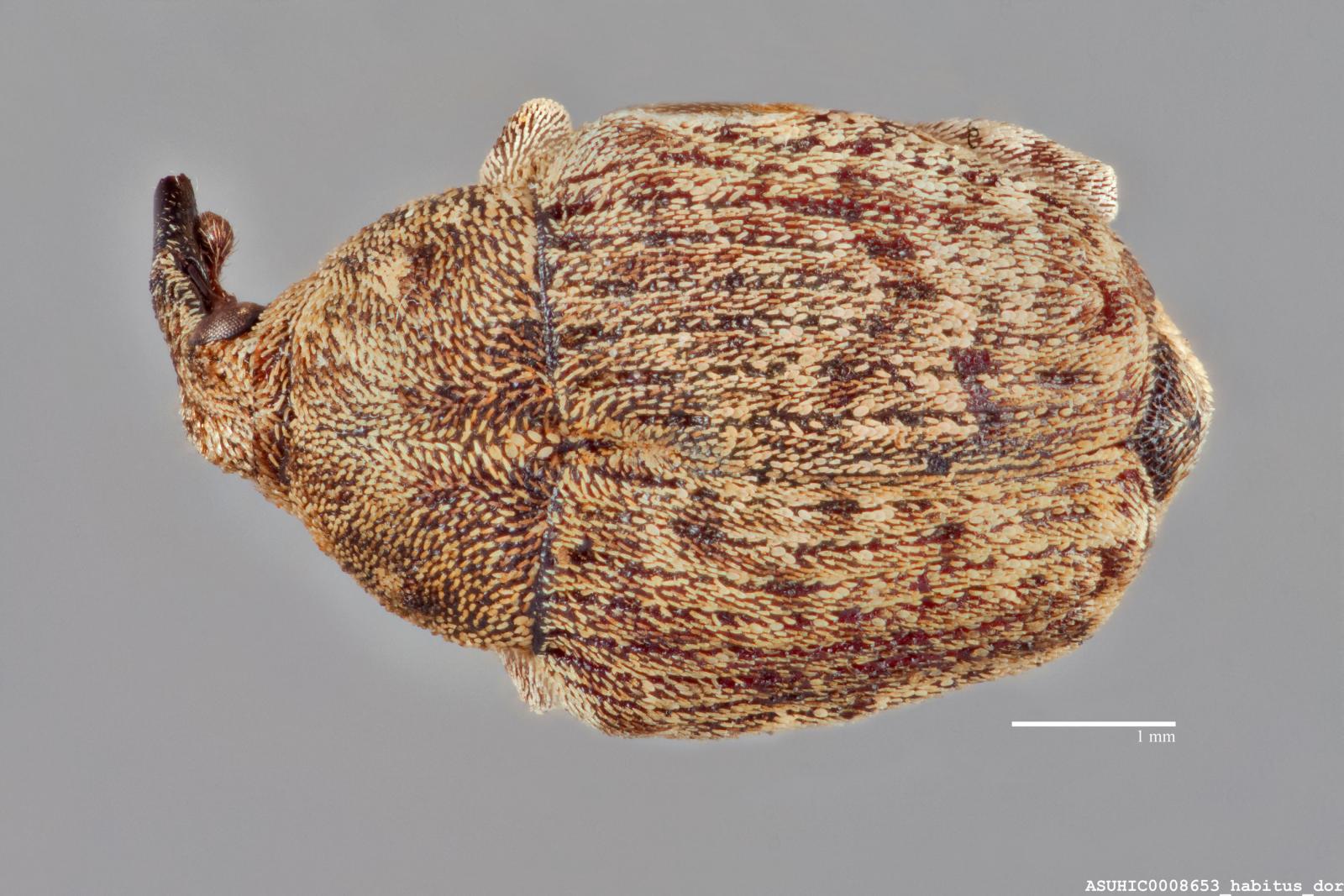 Acanthoscelidius acephalus image