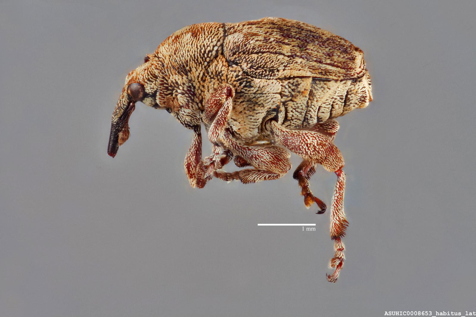 Acanthoscelidius acephalus image