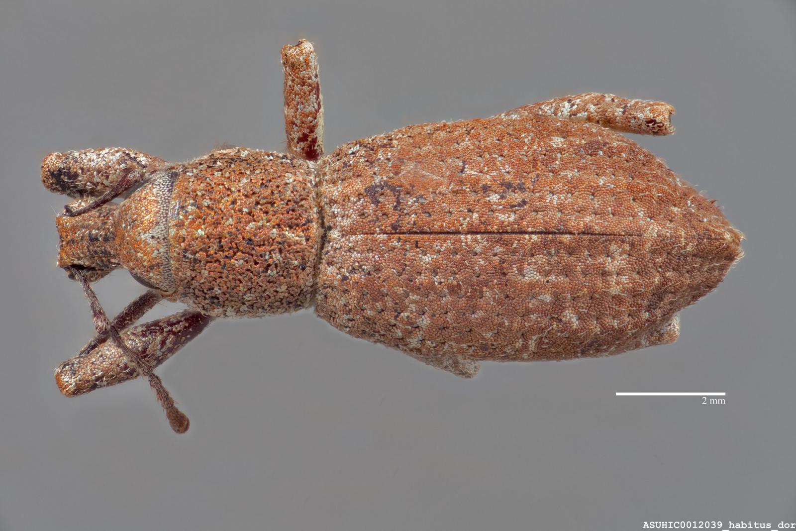 Adaleres flandersi image