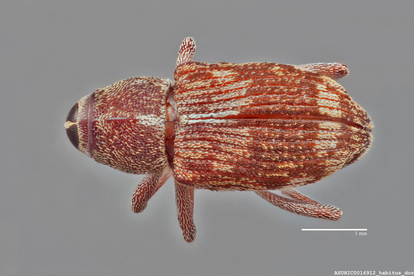 Acoptus suturalis image