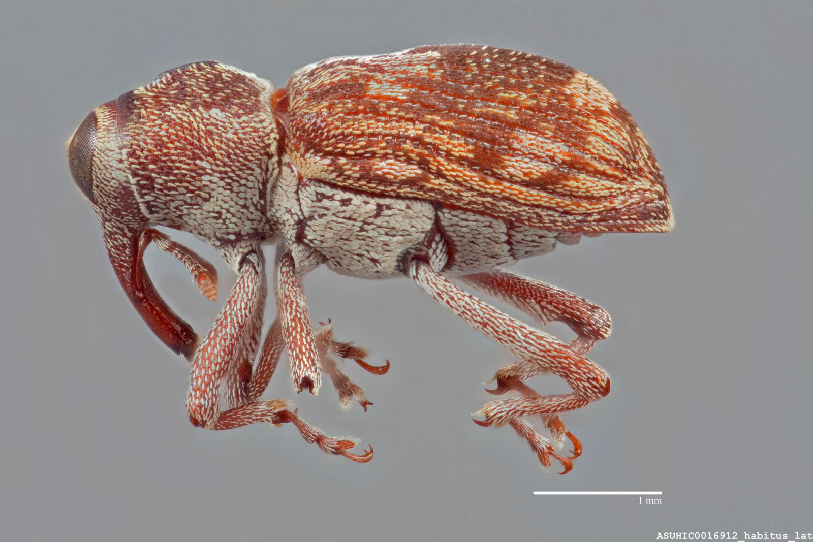 Acoptus suturalis image