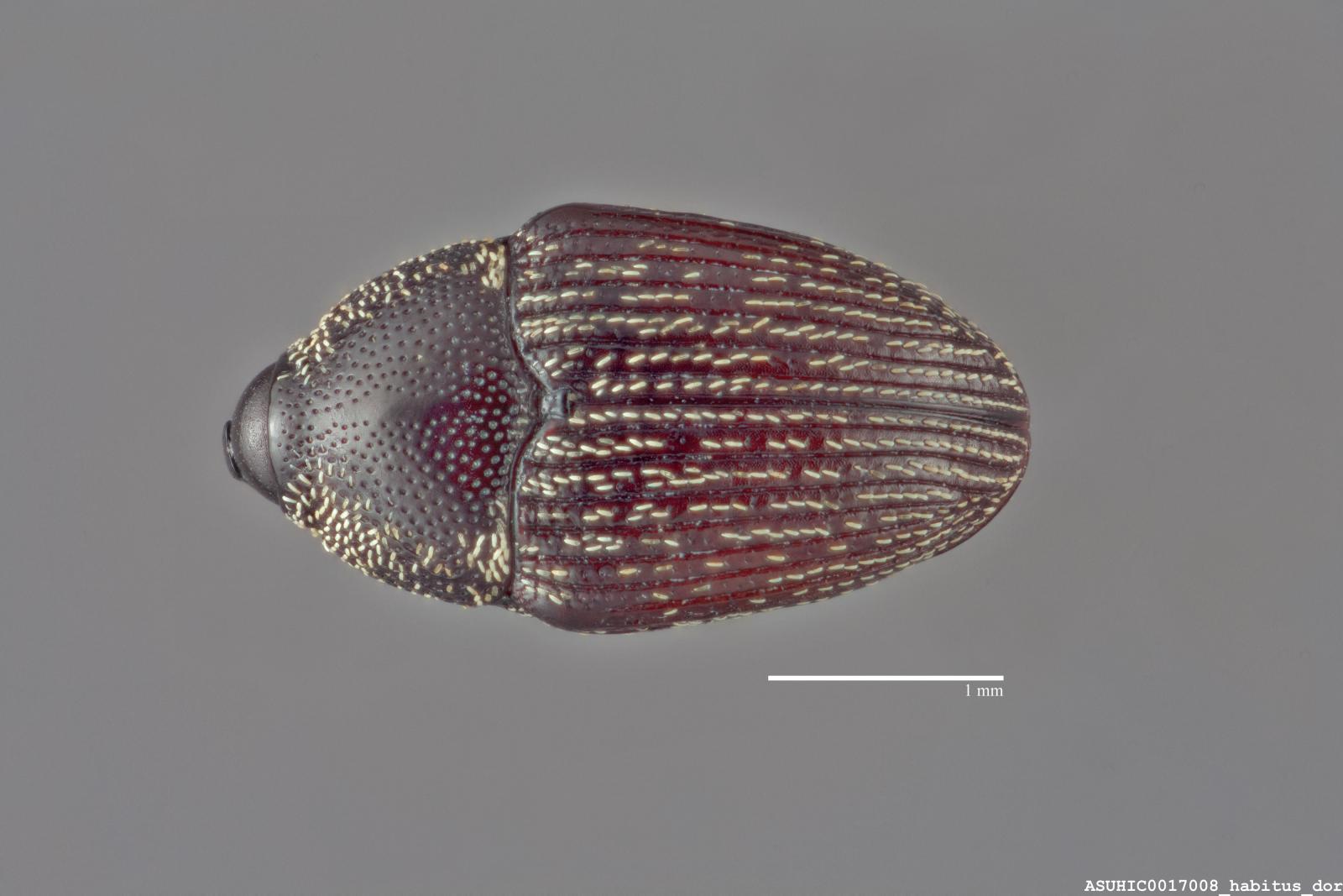 Acentrinops brevicollis image