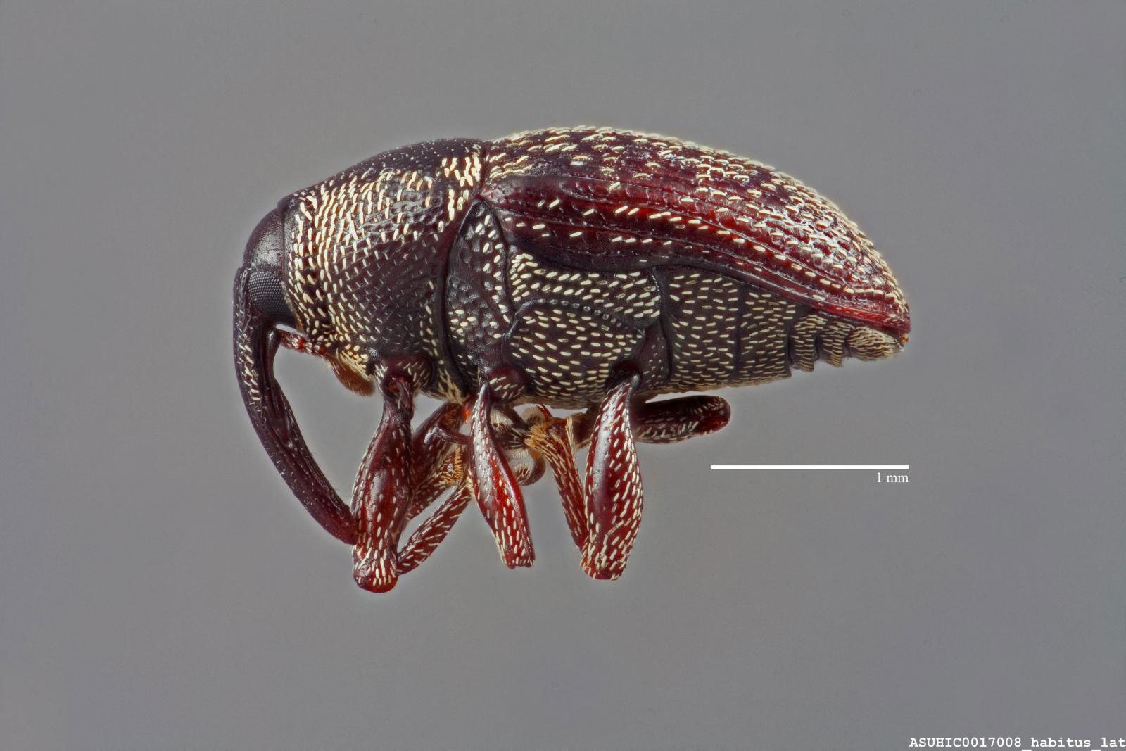 Acentrinops image