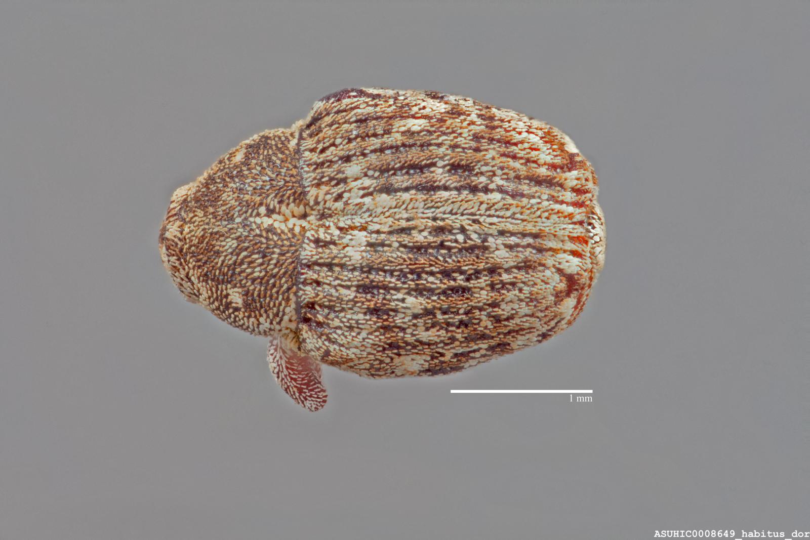 Acanthoscelidius mendicus image