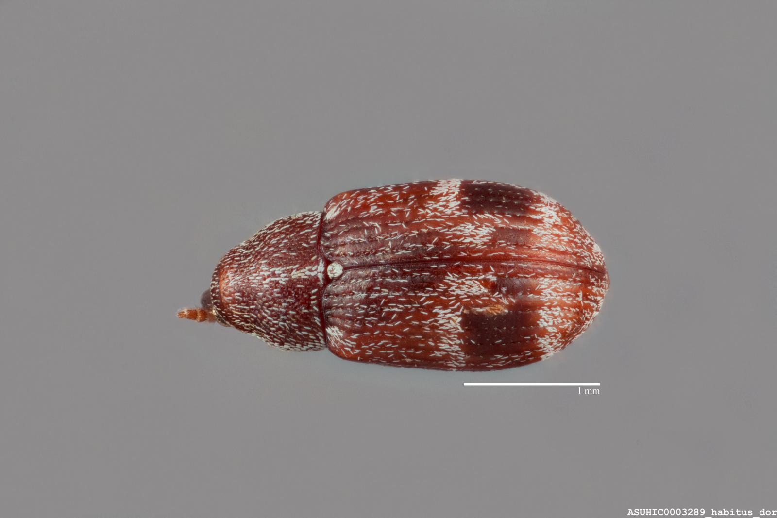 Anthonomus bicorostris image