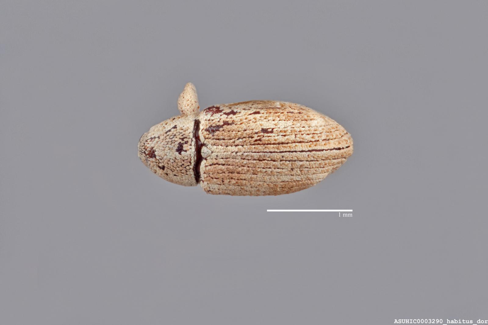 Anthonomus canoides image