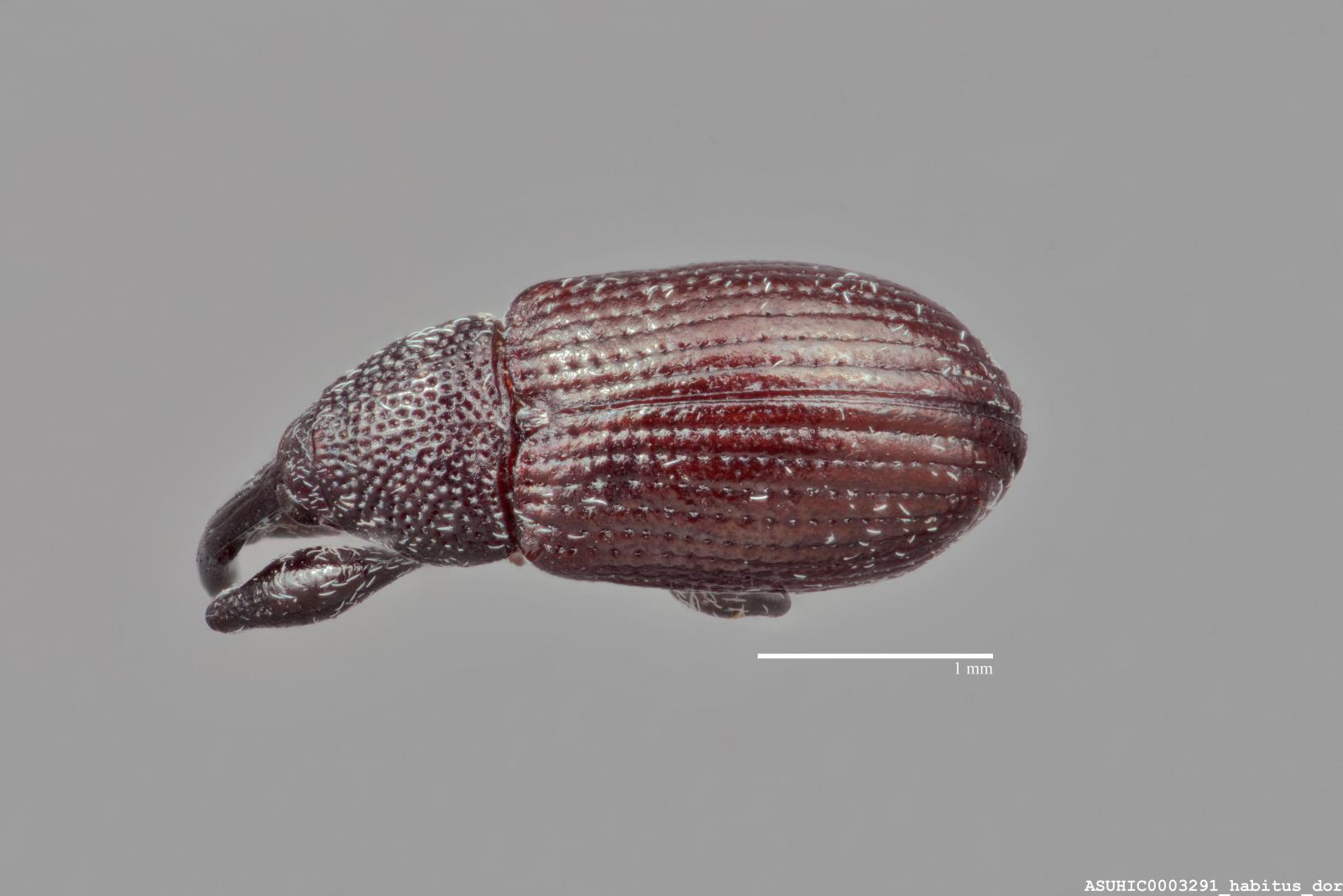 Anthonomus albopilosus image