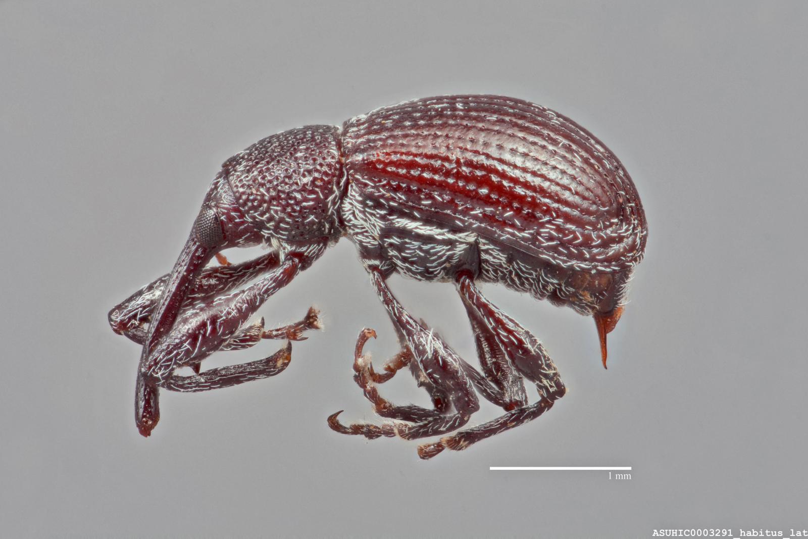 Anthonomus albopilosus image