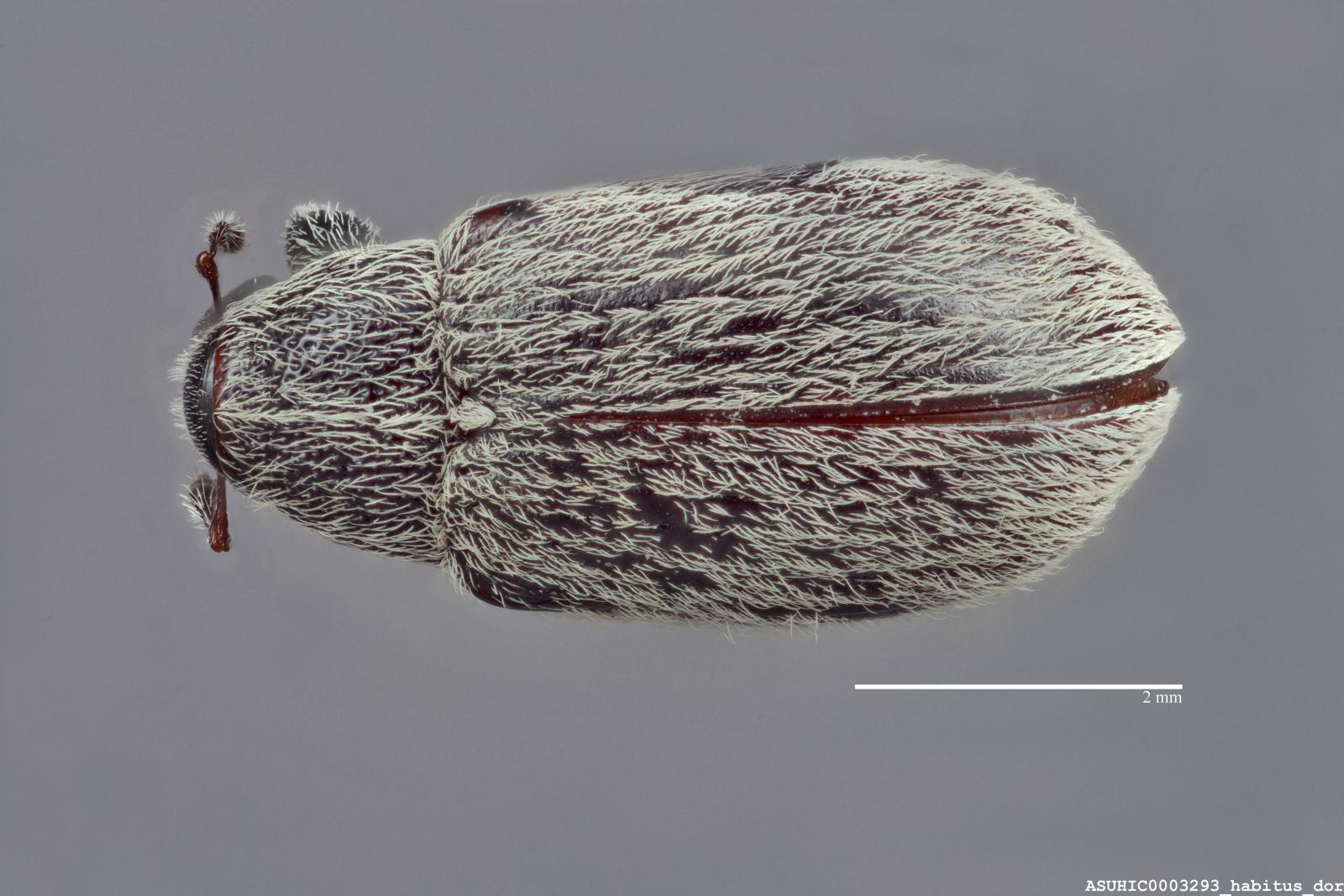 Anthonomus cognatus image