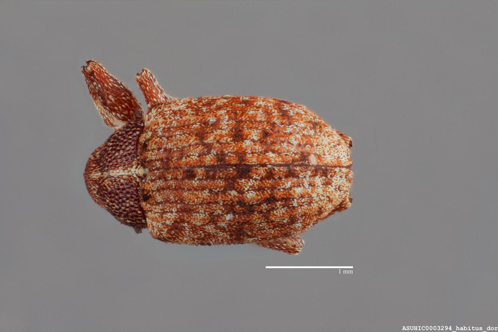 Anthonomus alboannulatus image