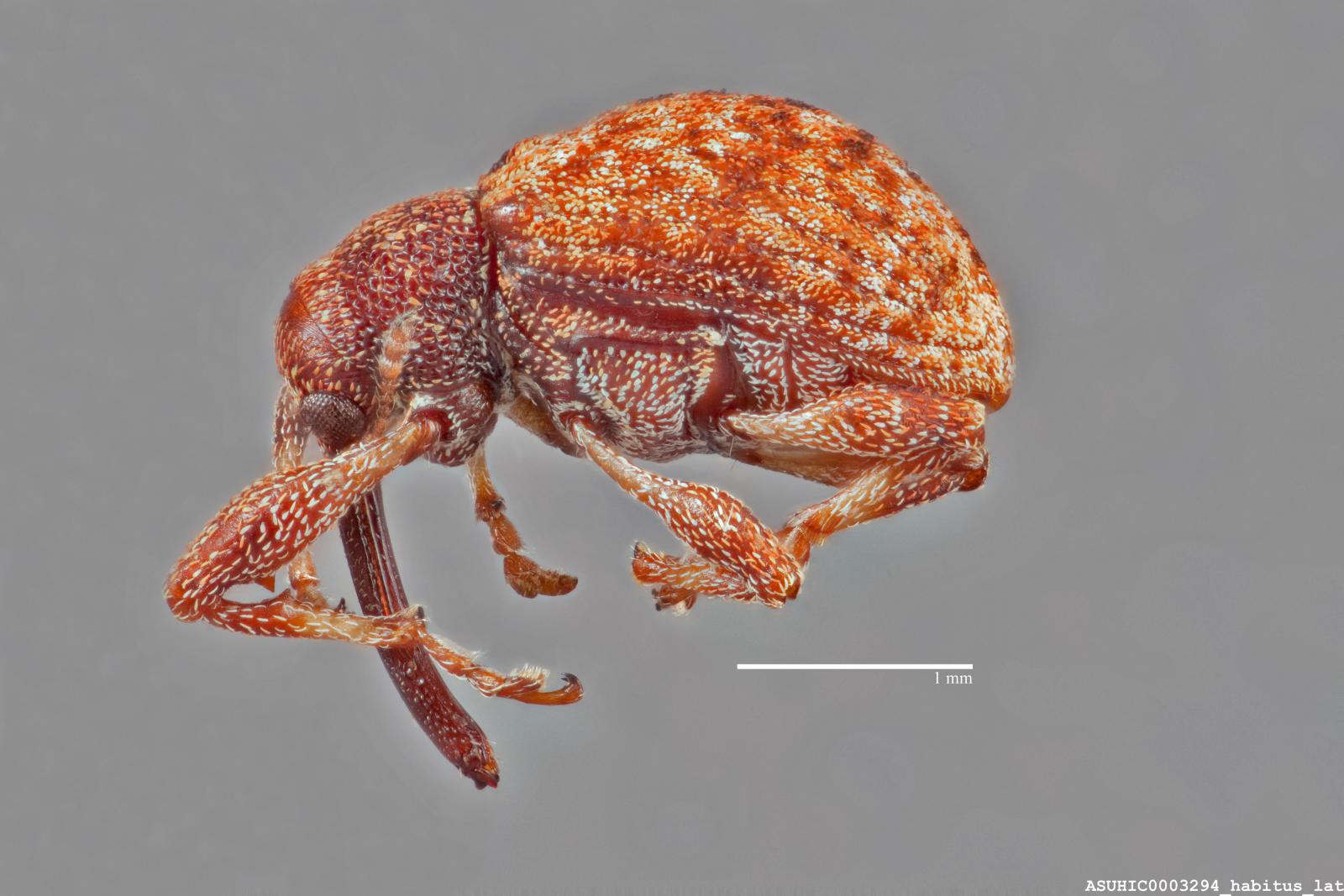 Anthonomus alboannulatus image