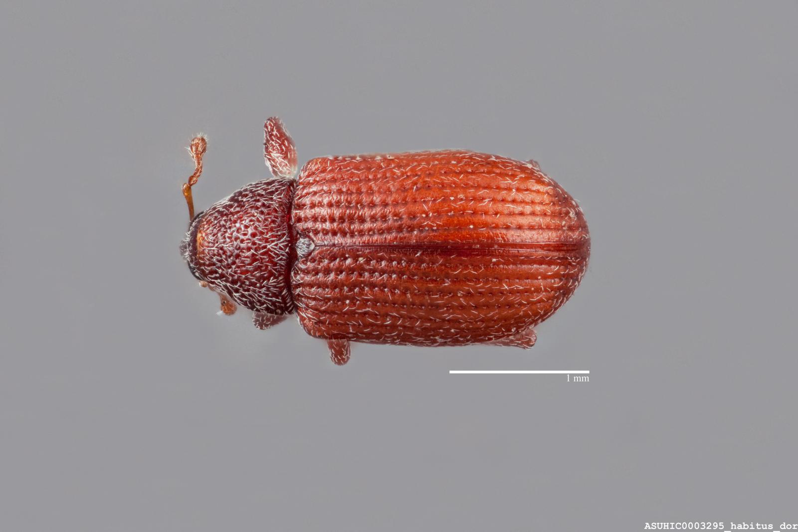 Anthonomus confusus image