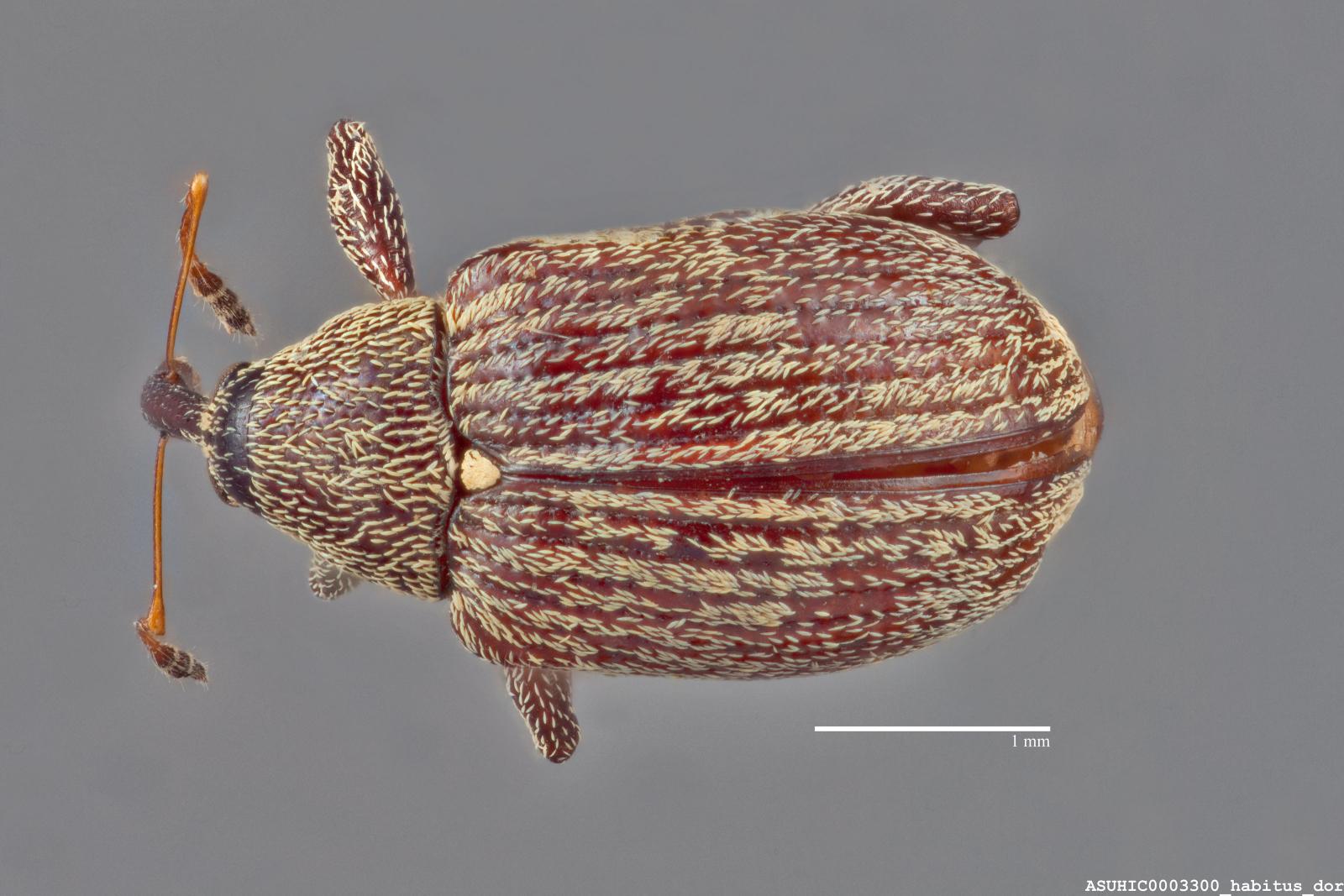 Anthonomus eugenii image