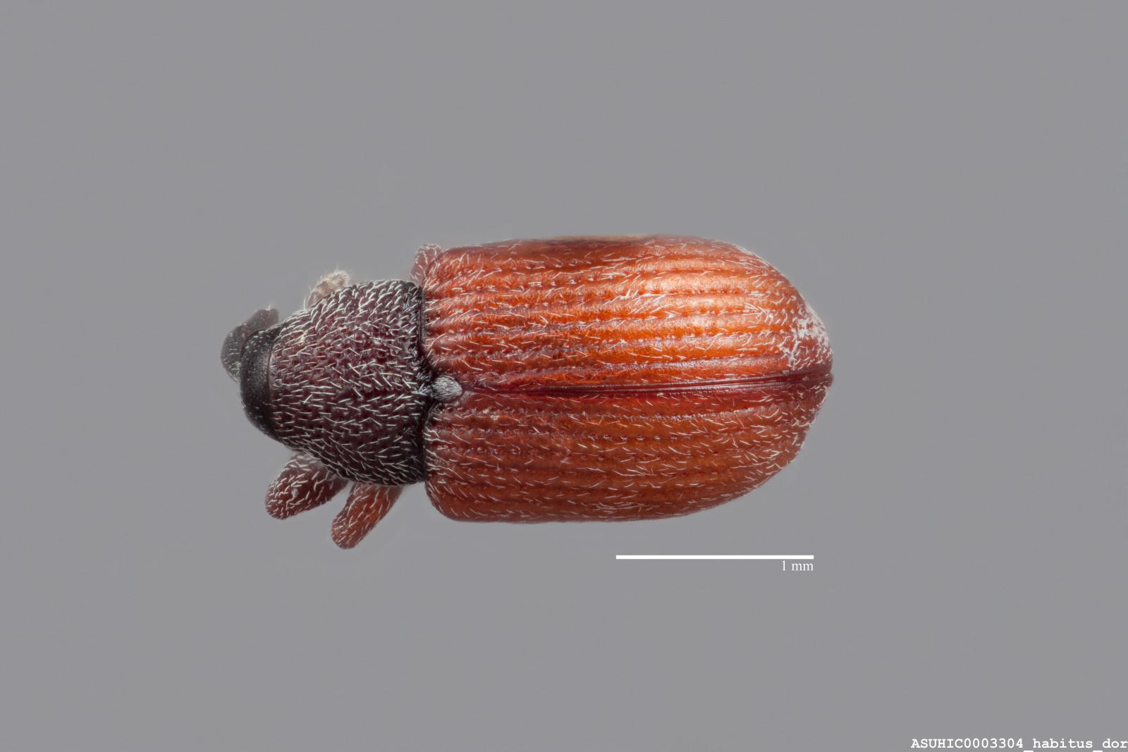 Anthonomus haematopus image