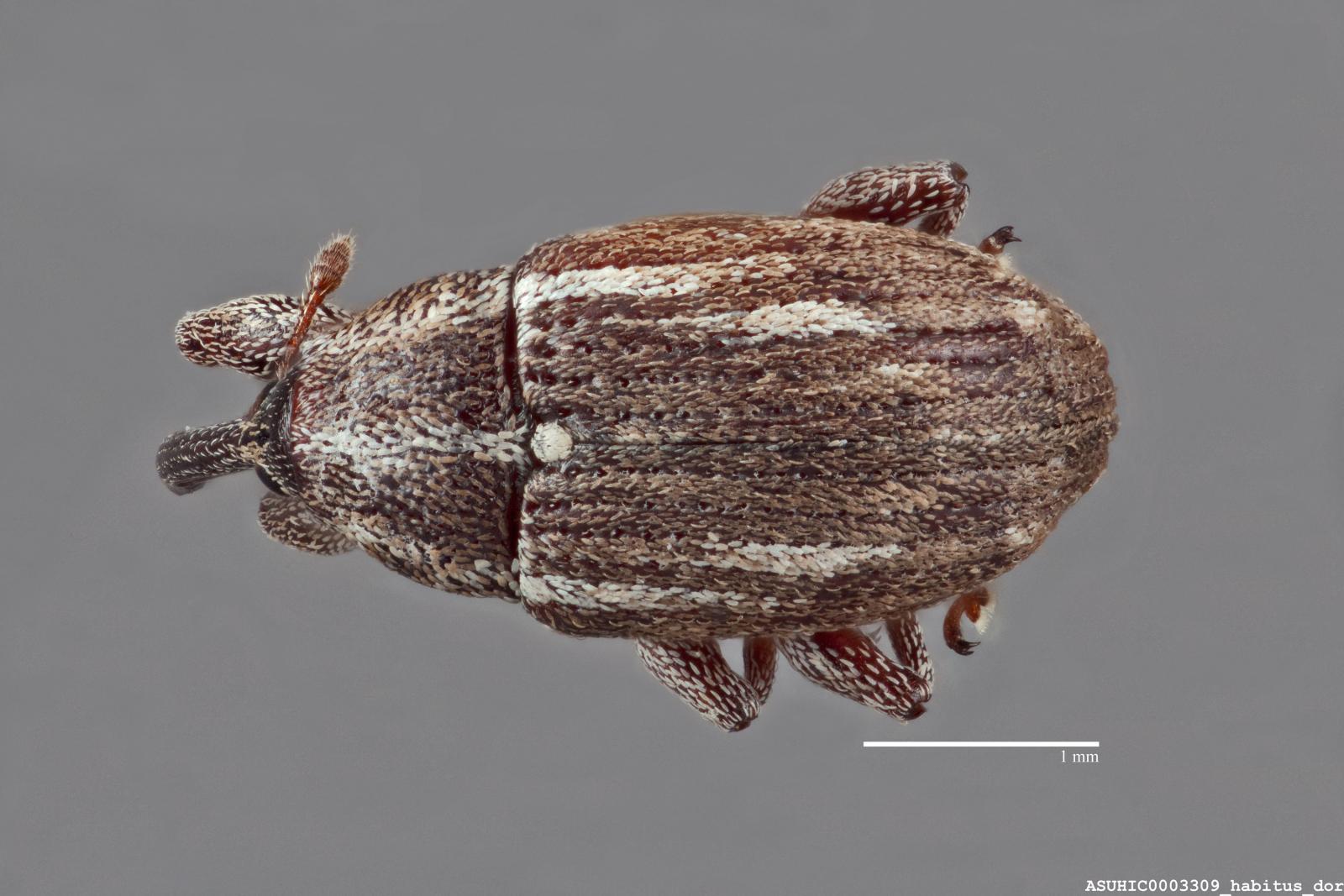 Anthonomus disjunctus image