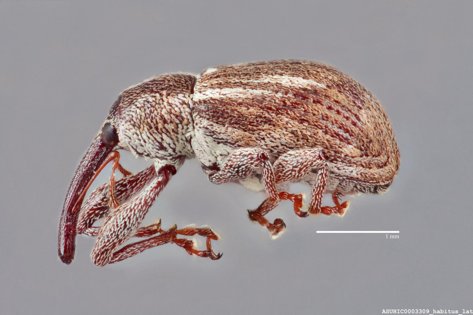 Anthonomus disjunctus image