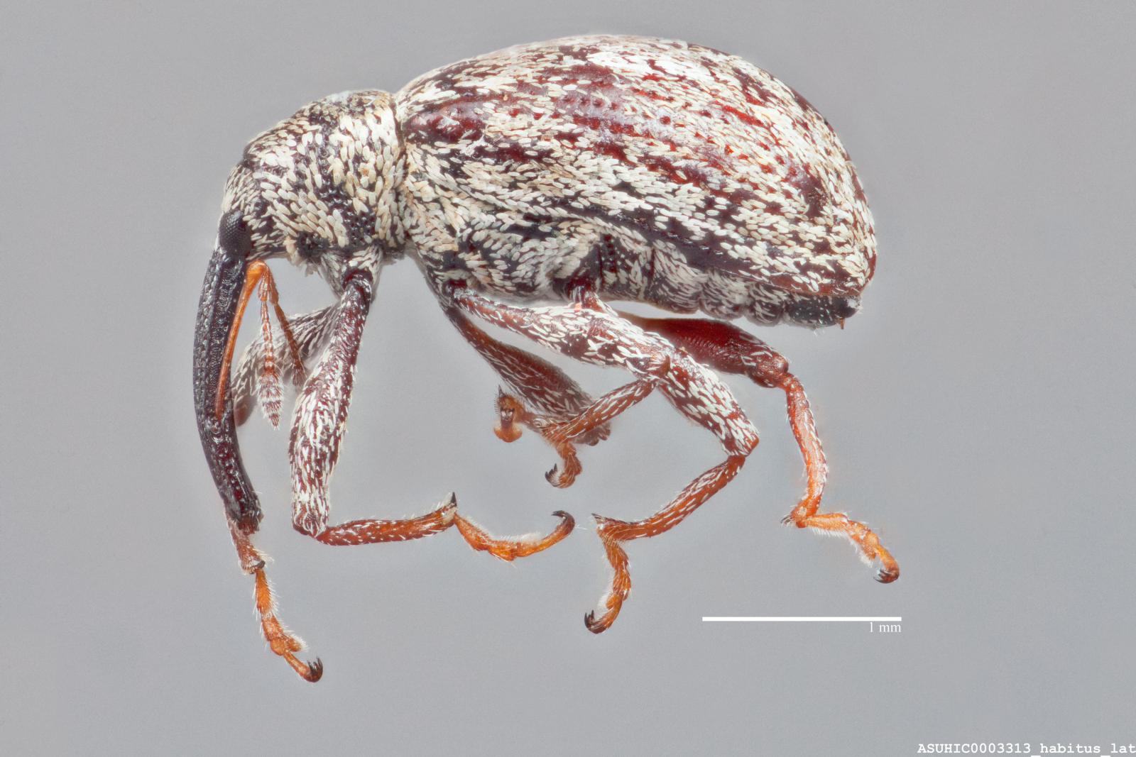 Anthonomus inermis image