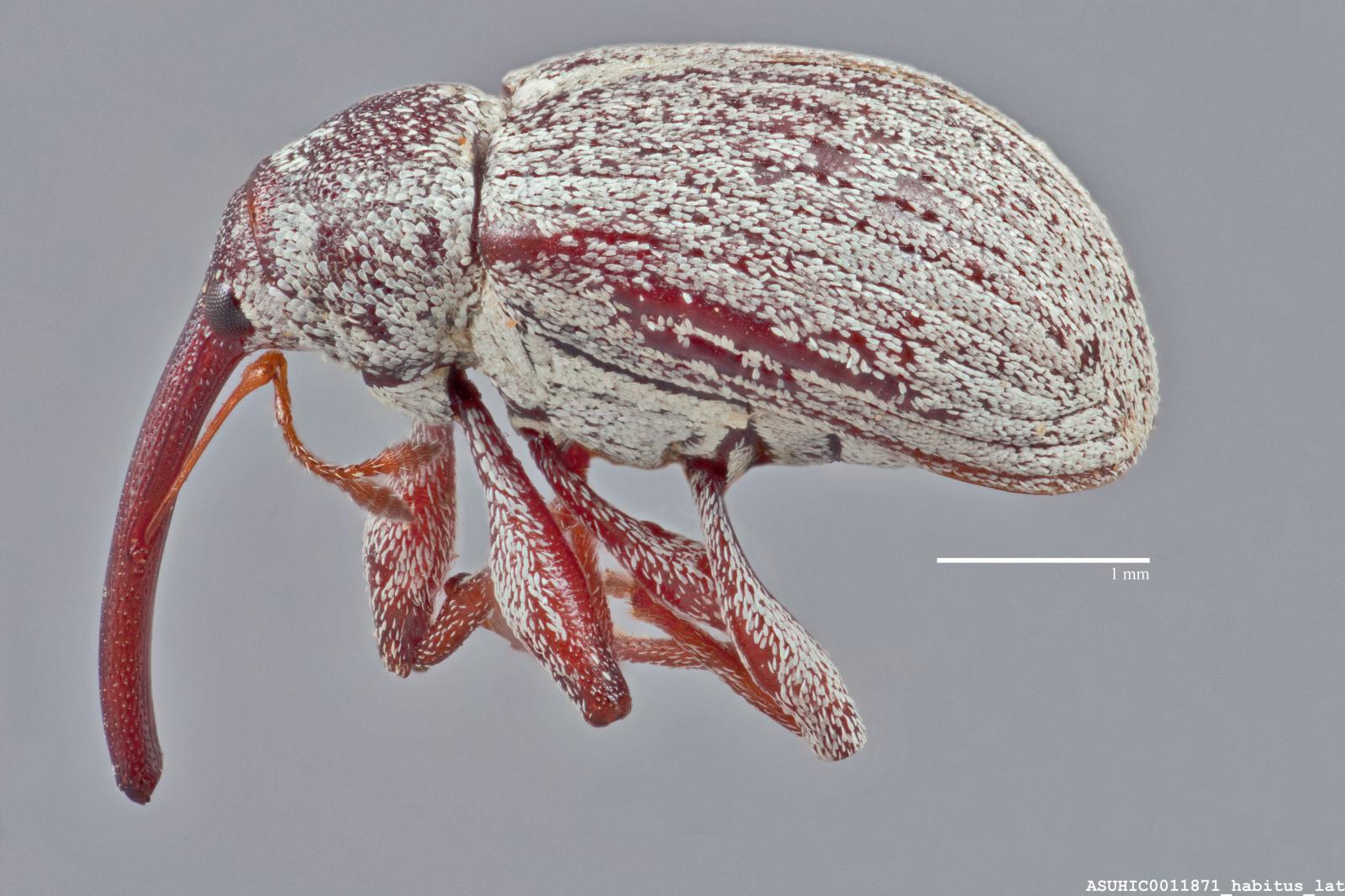 Anthonomus squamosus image