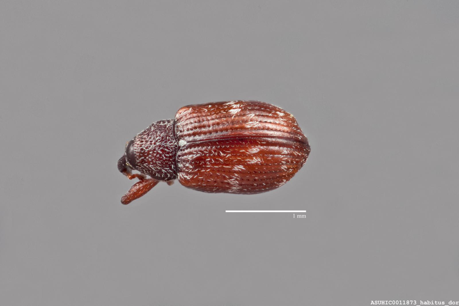 Anthonomus musculus image
