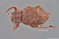 Anametis subfusca image