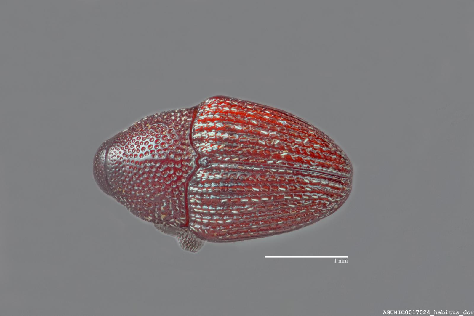 Amercedes orthorrhinus image