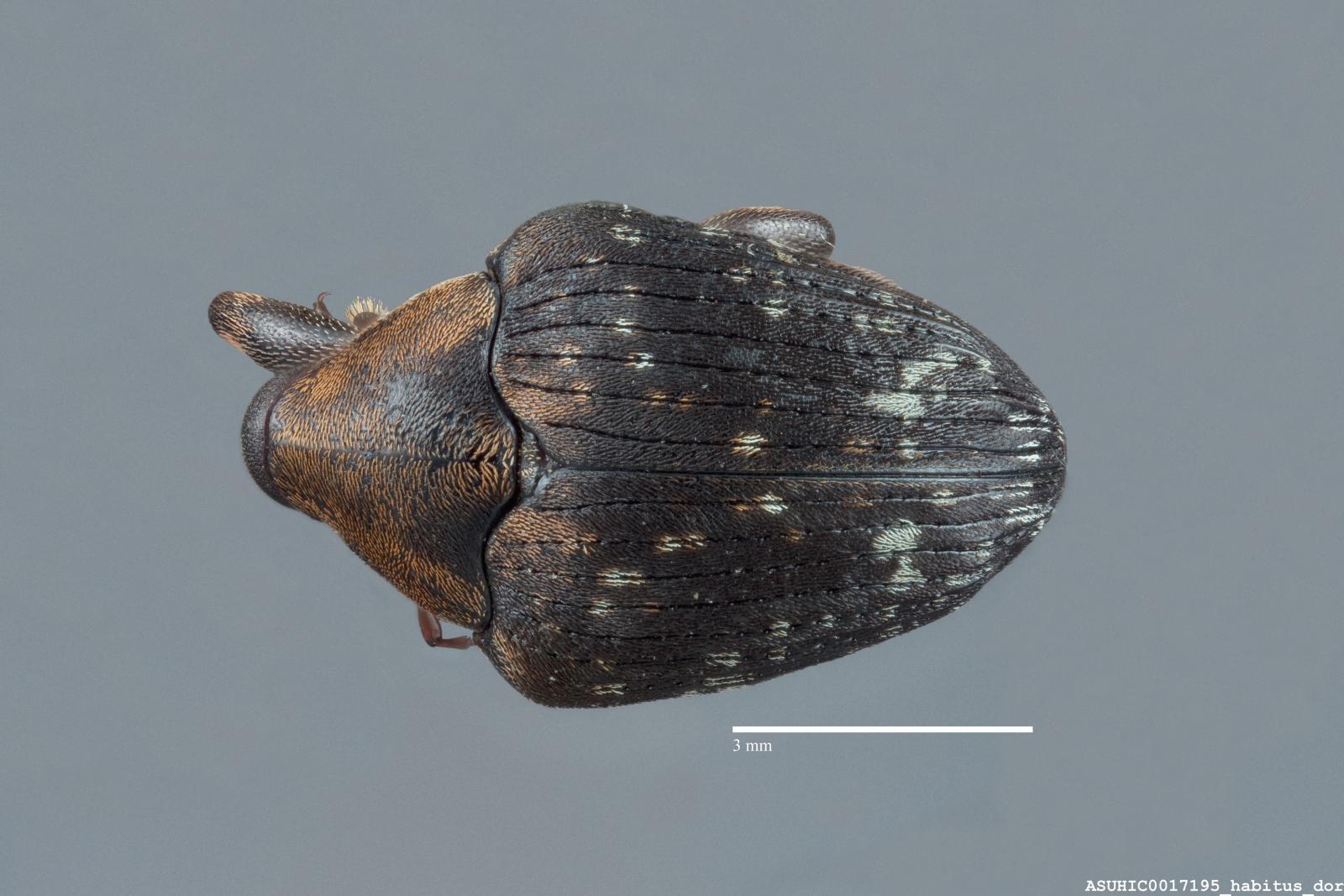 Lydamis cinnamomeus image