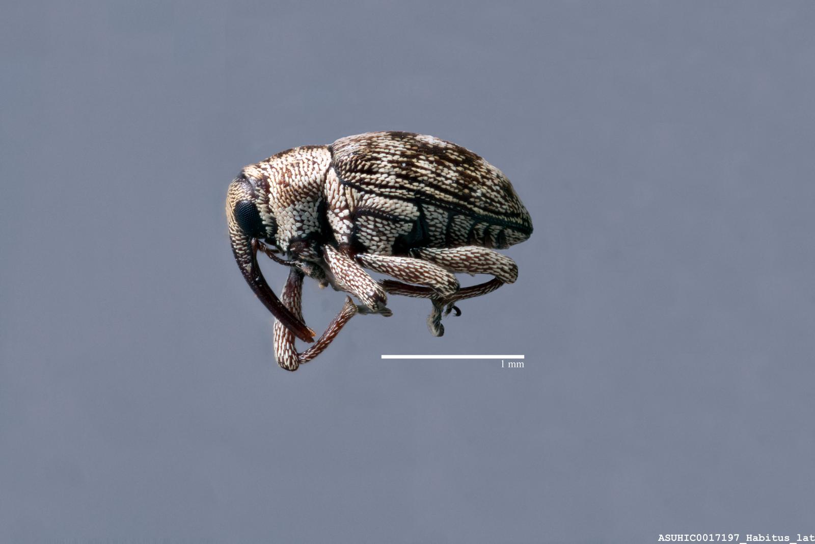 Cyrionyx fuscovarius image