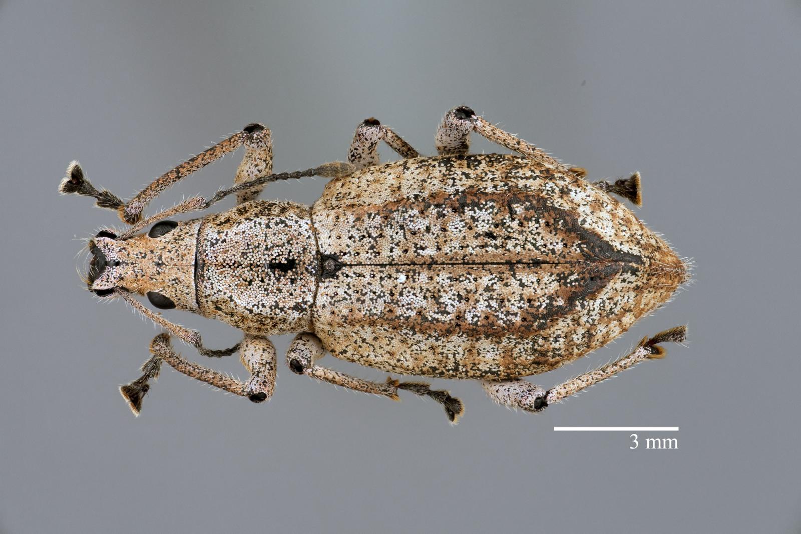 Compsus (Compsus) deplanatus image