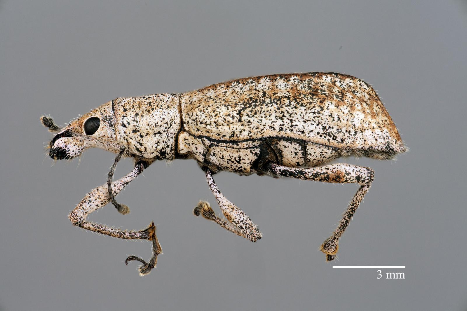 Compsus (Compsus) deplanatus image