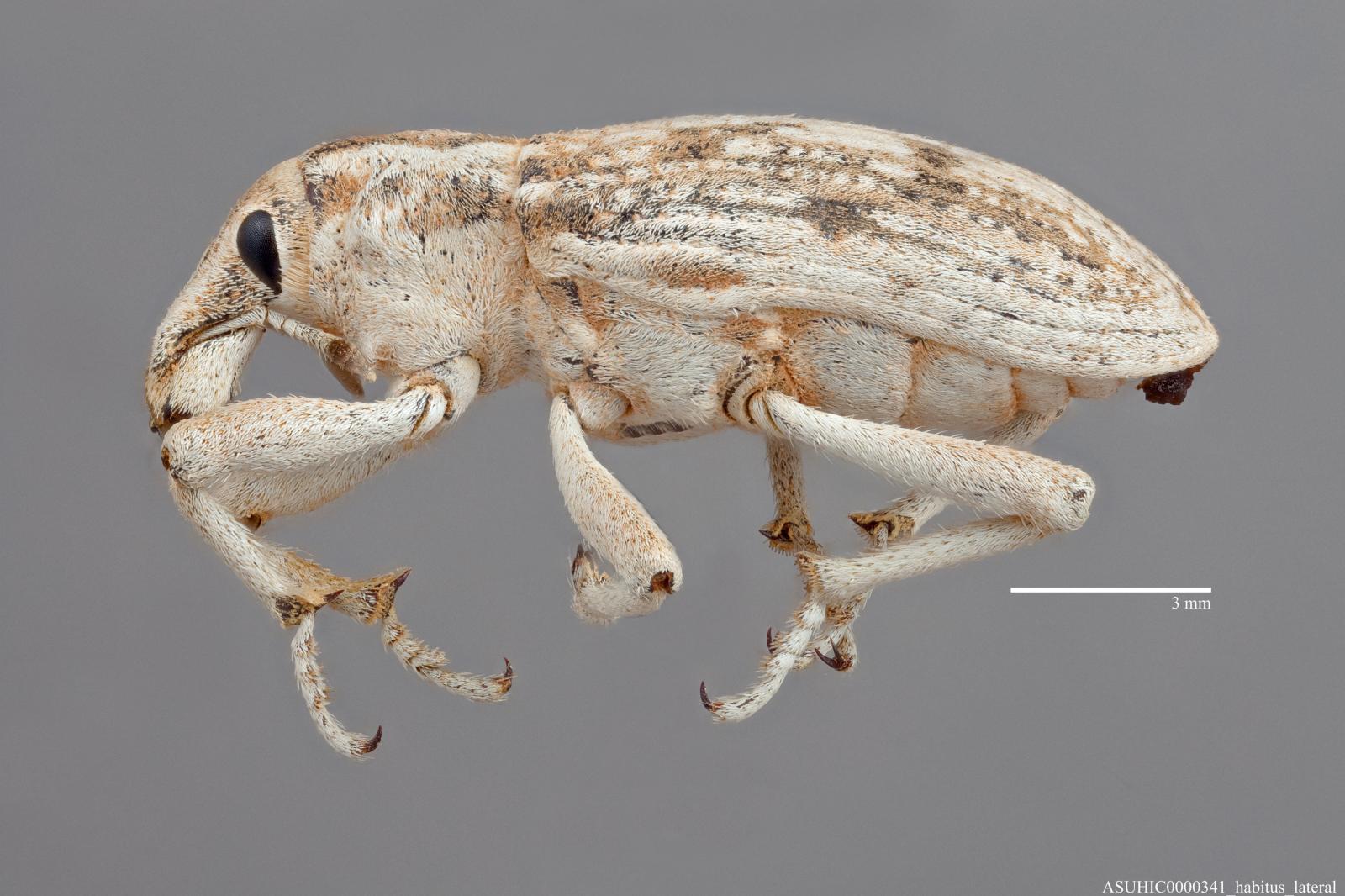 Apleurus albovestitus image