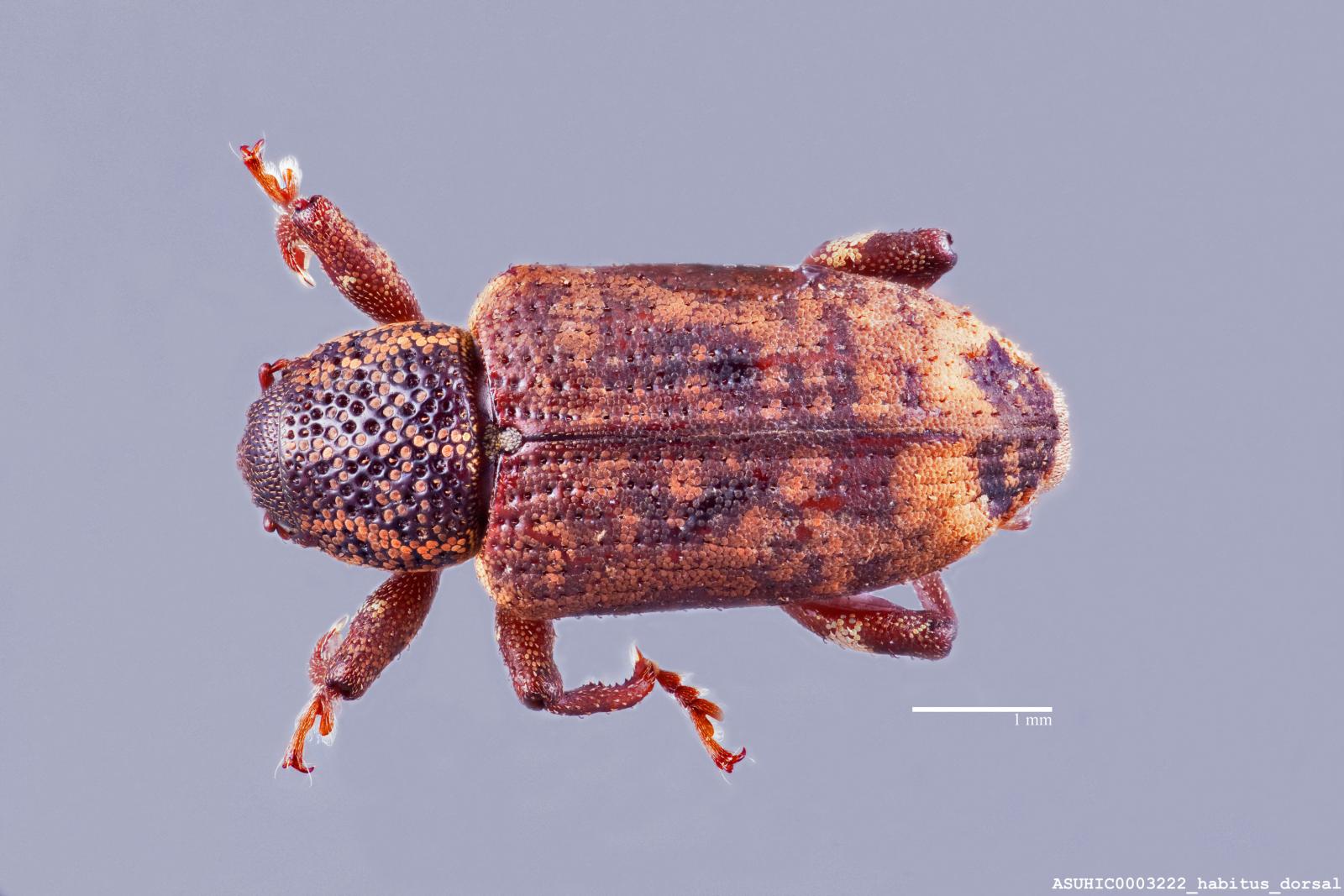 Listronotus insignis image