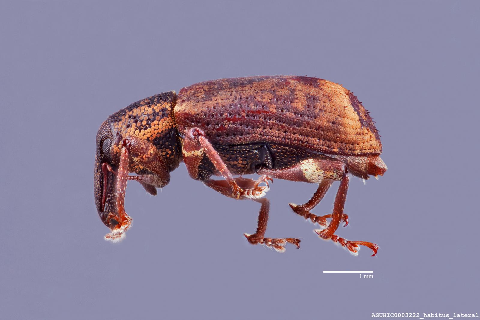 Listronotus insignis image